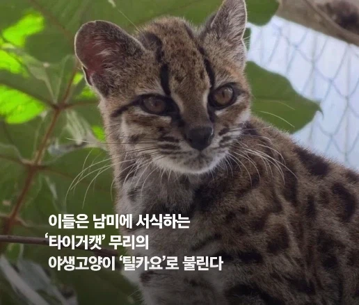100년 만에 발견된 신종 고양이.jpg_3.webp