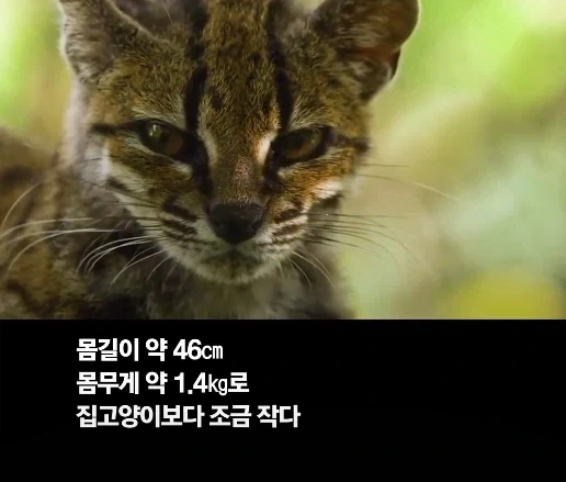 100년 만에 발견된 신종 고양이.jpg_4.webp