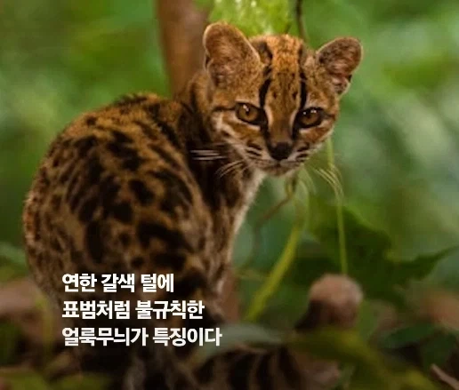 100년 만에 발견된 신종 고양이.jpg_5.webp