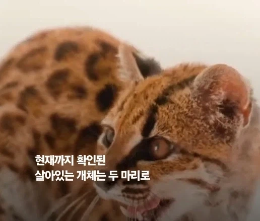 100년 만에 발견된 신종 고양이.jpg_6.webp