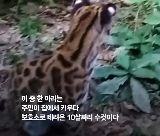 100년 만에 발견된 신종 고양이.jpg_7.webp