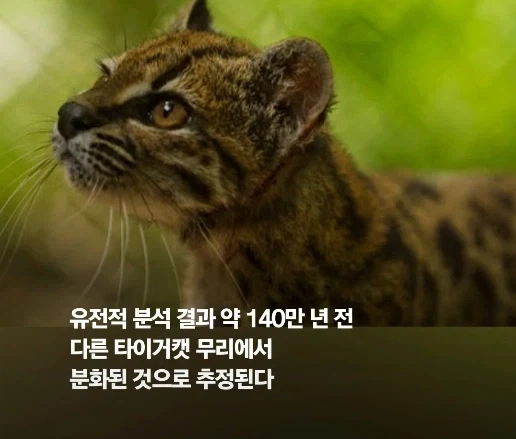 100년 만에 발견된 신종 고양이.jpg_8.webp