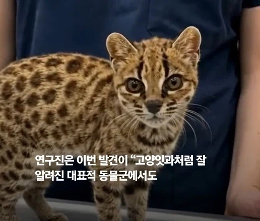 100년 만에 발견된 신종 고양이.jpg_9.webp