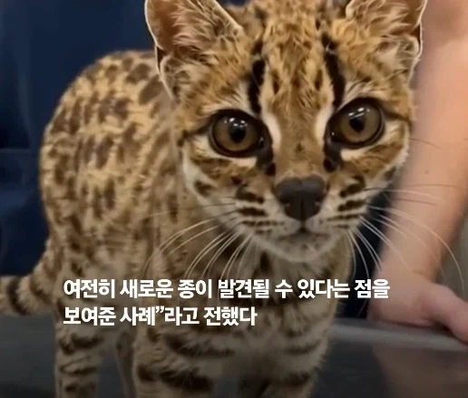100년 만에 발견된 신종 고양이.jpg_10.webp