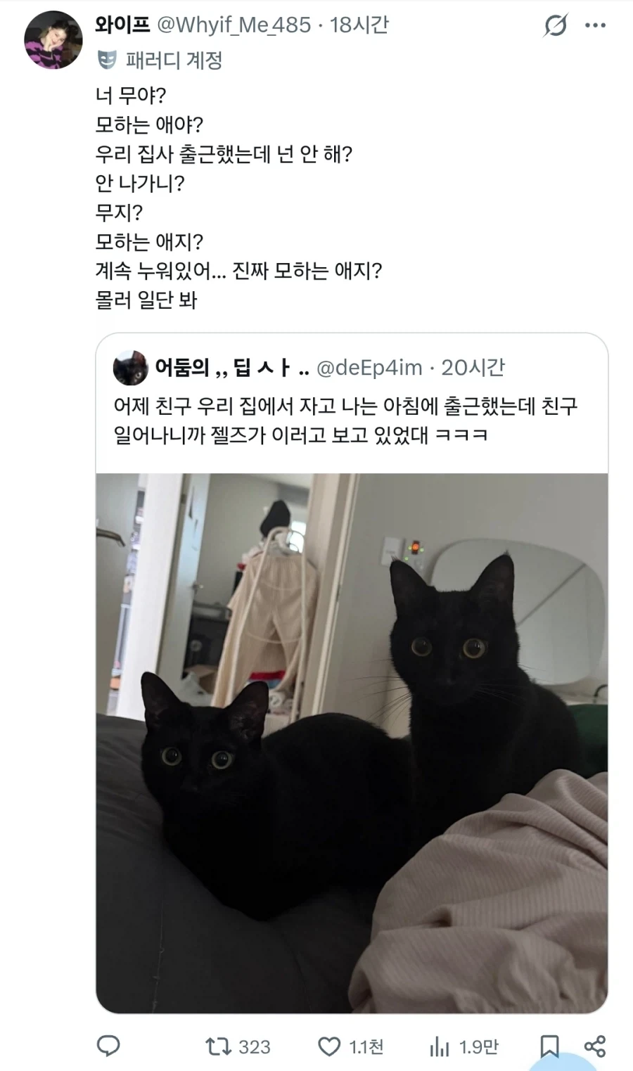 고양이