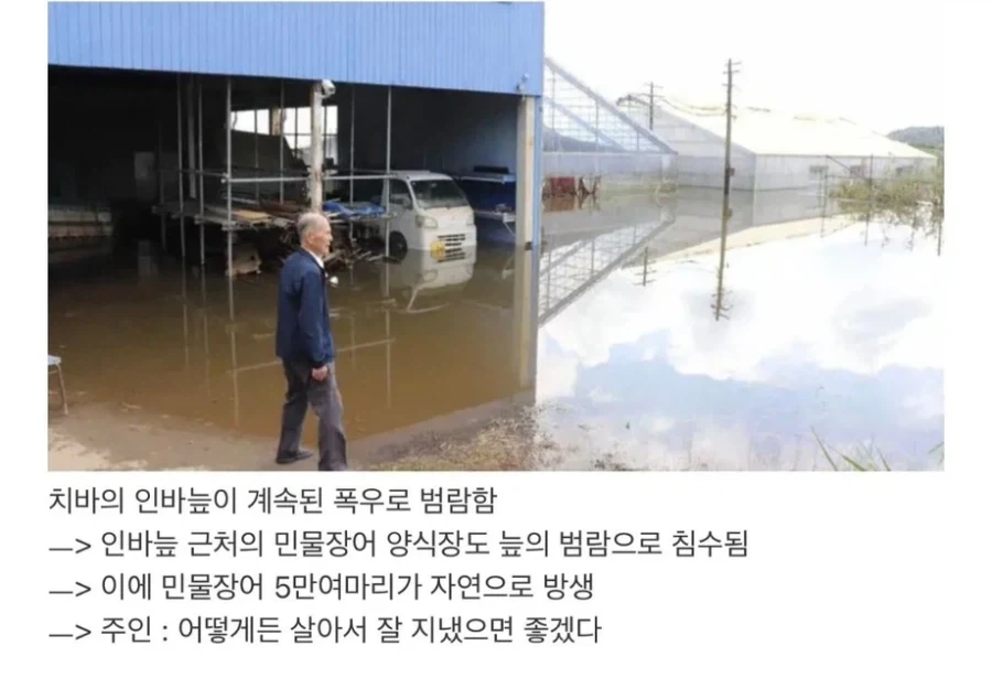 일본 민물장어 5만마리 떠내려감_1.webp