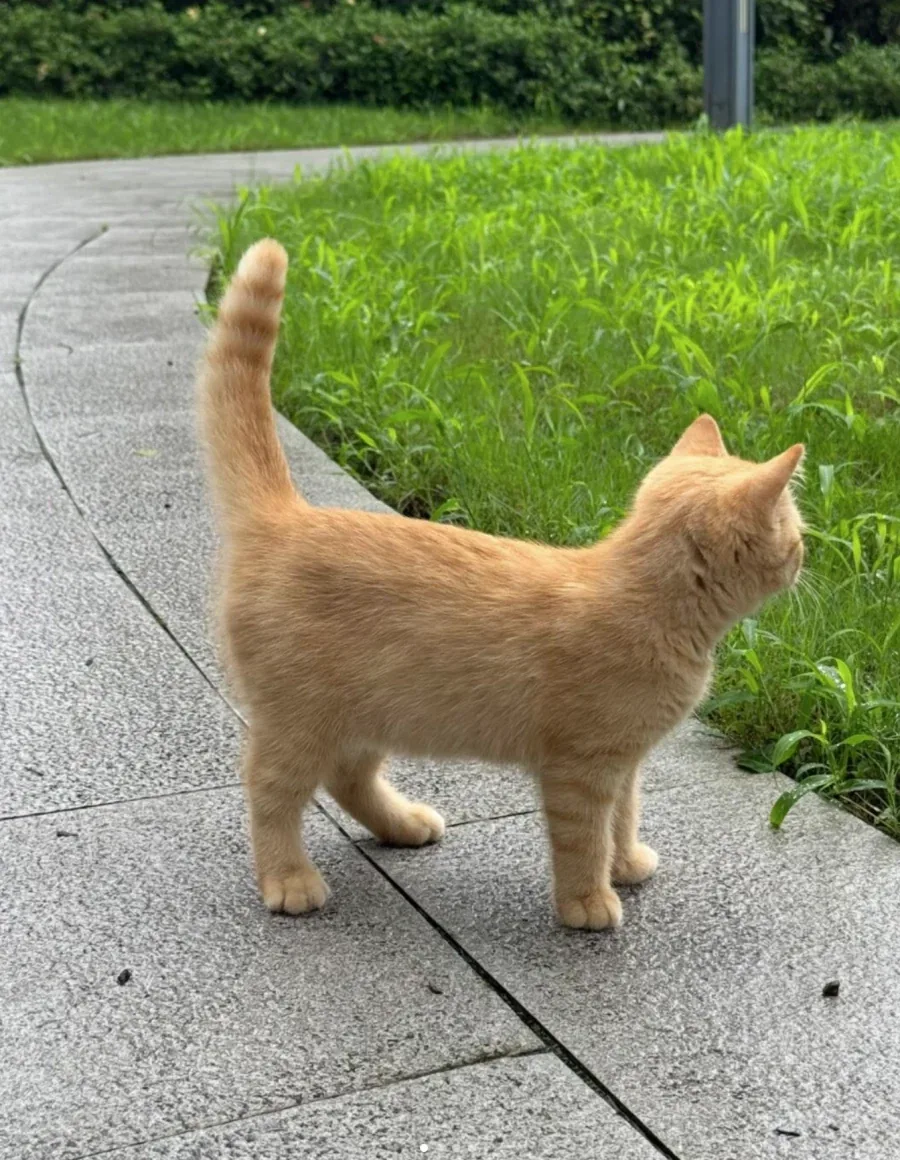 고양이 아이콘 처럼 생긴 고양이_1.webp