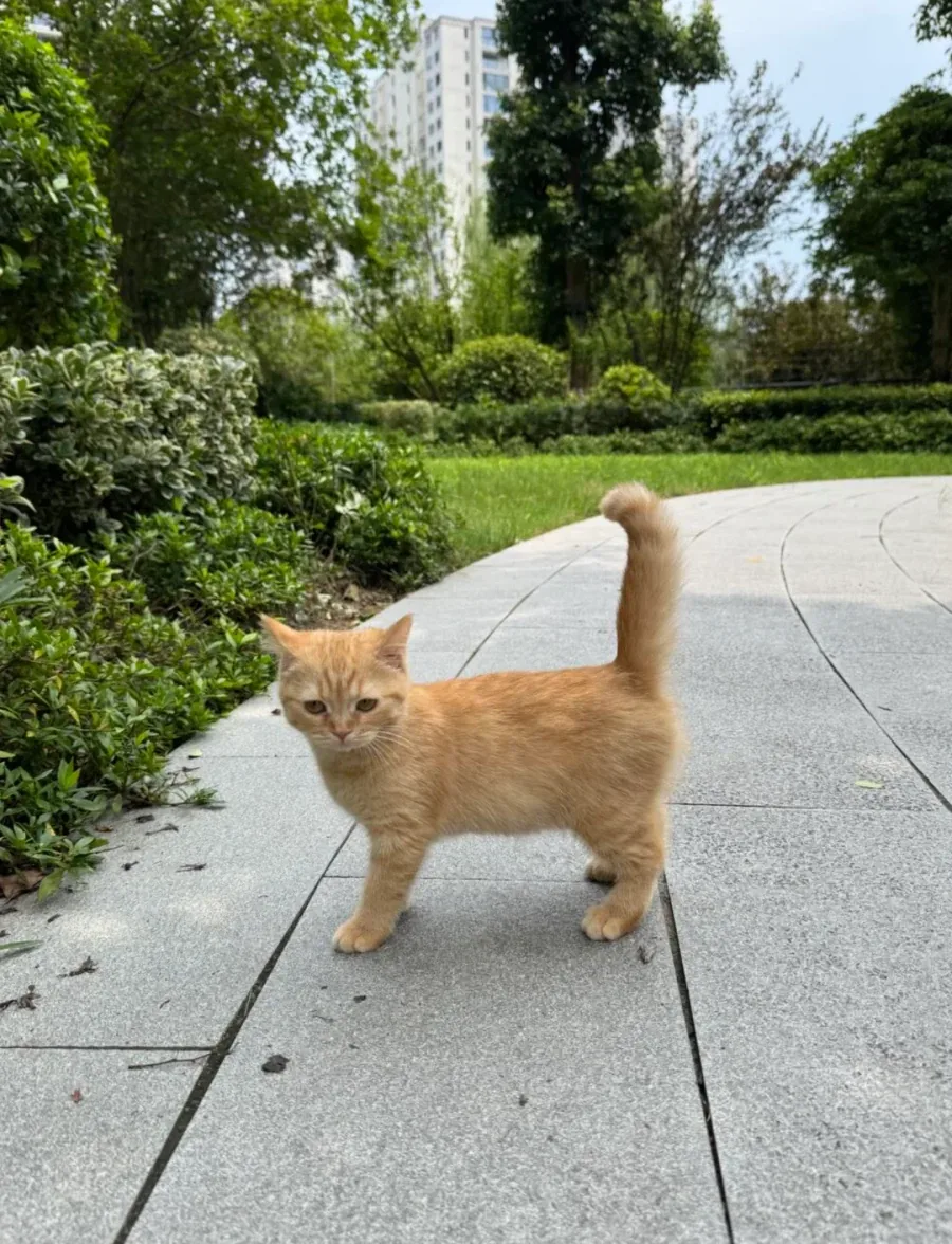 고양이 아이콘 처럼 생긴 고양이_2.webp