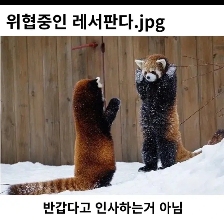 의외로 야생에서 유효한 기술_1.webp