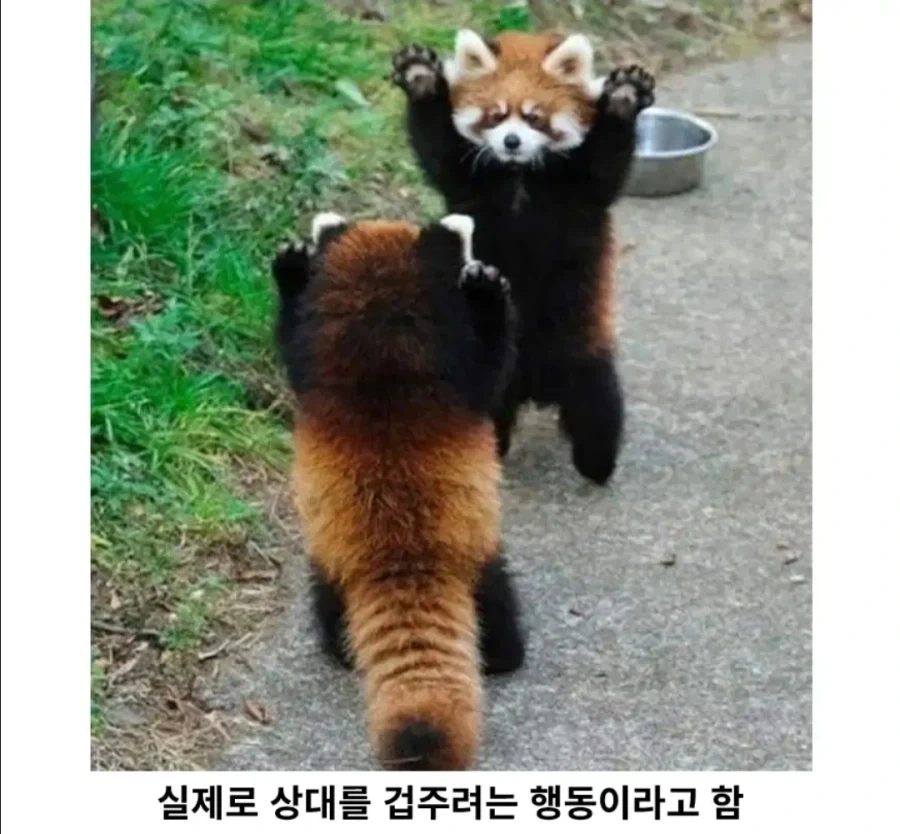 의외로 야생에서 유효한 기술_2.webp