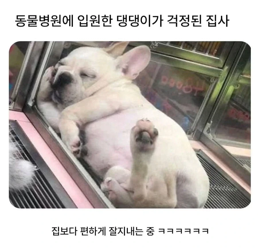 동물병원에 입원한 댕댕이가 걱정된 집사.jpg_1.webp