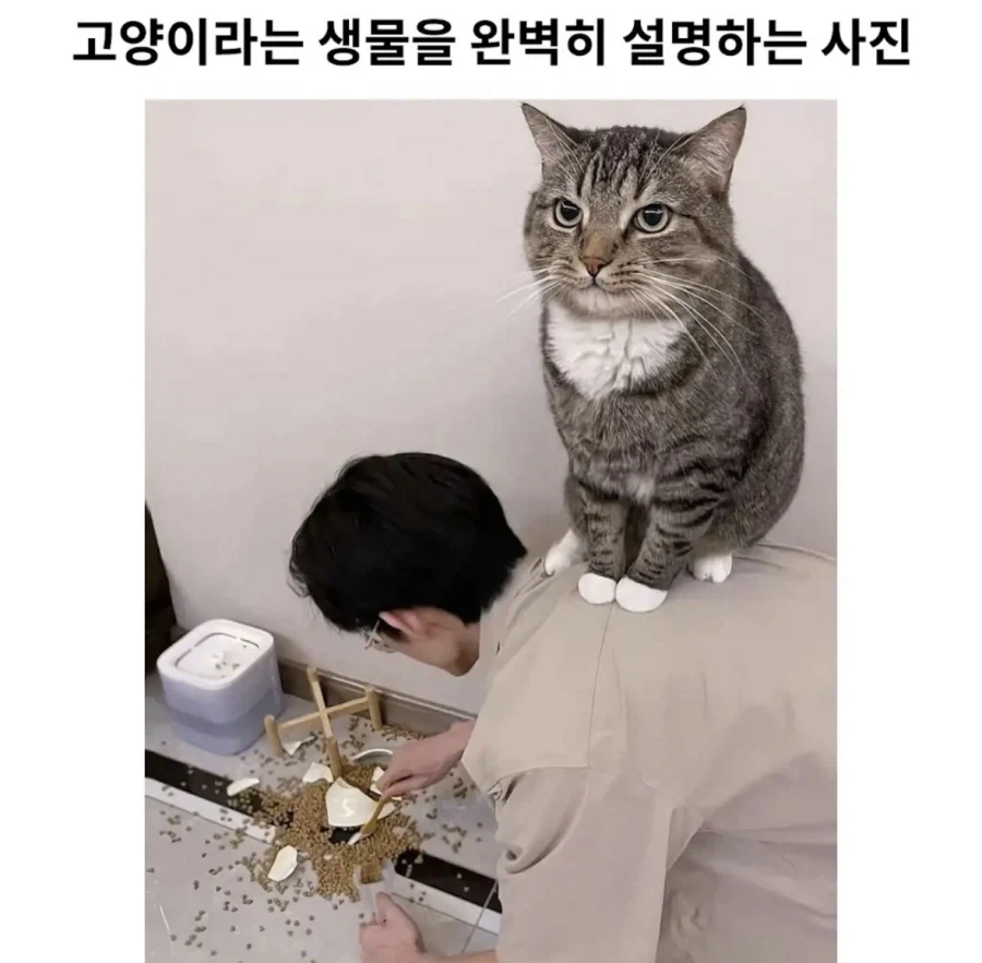 고양이라는 생물을 한장으로 요약_1.webp