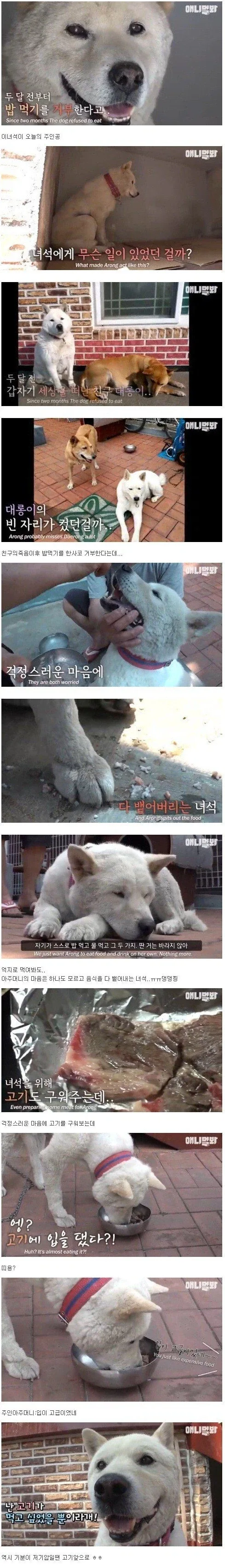 친구가 죽자 밥을 먹지않는 개_1.webp