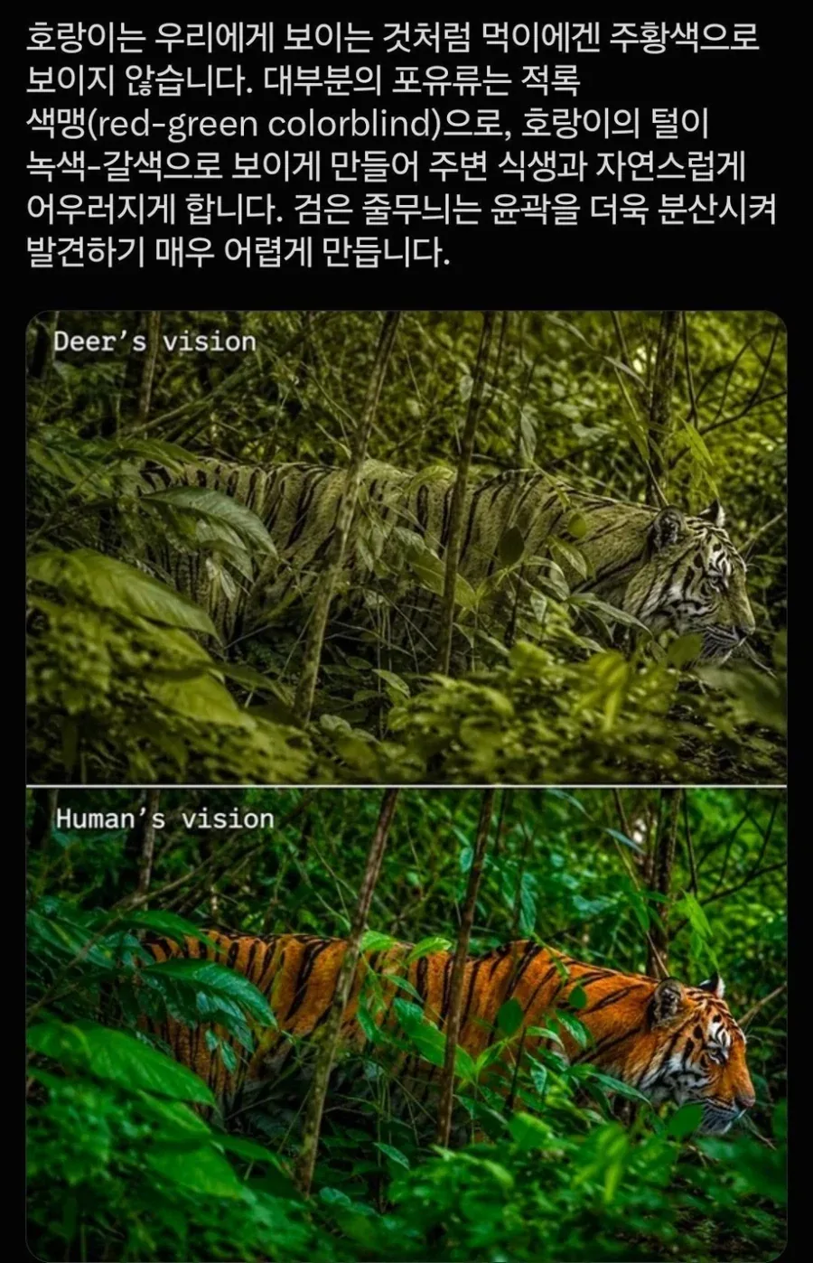호랑이 줄무늬가 있는 이유_2.webp
