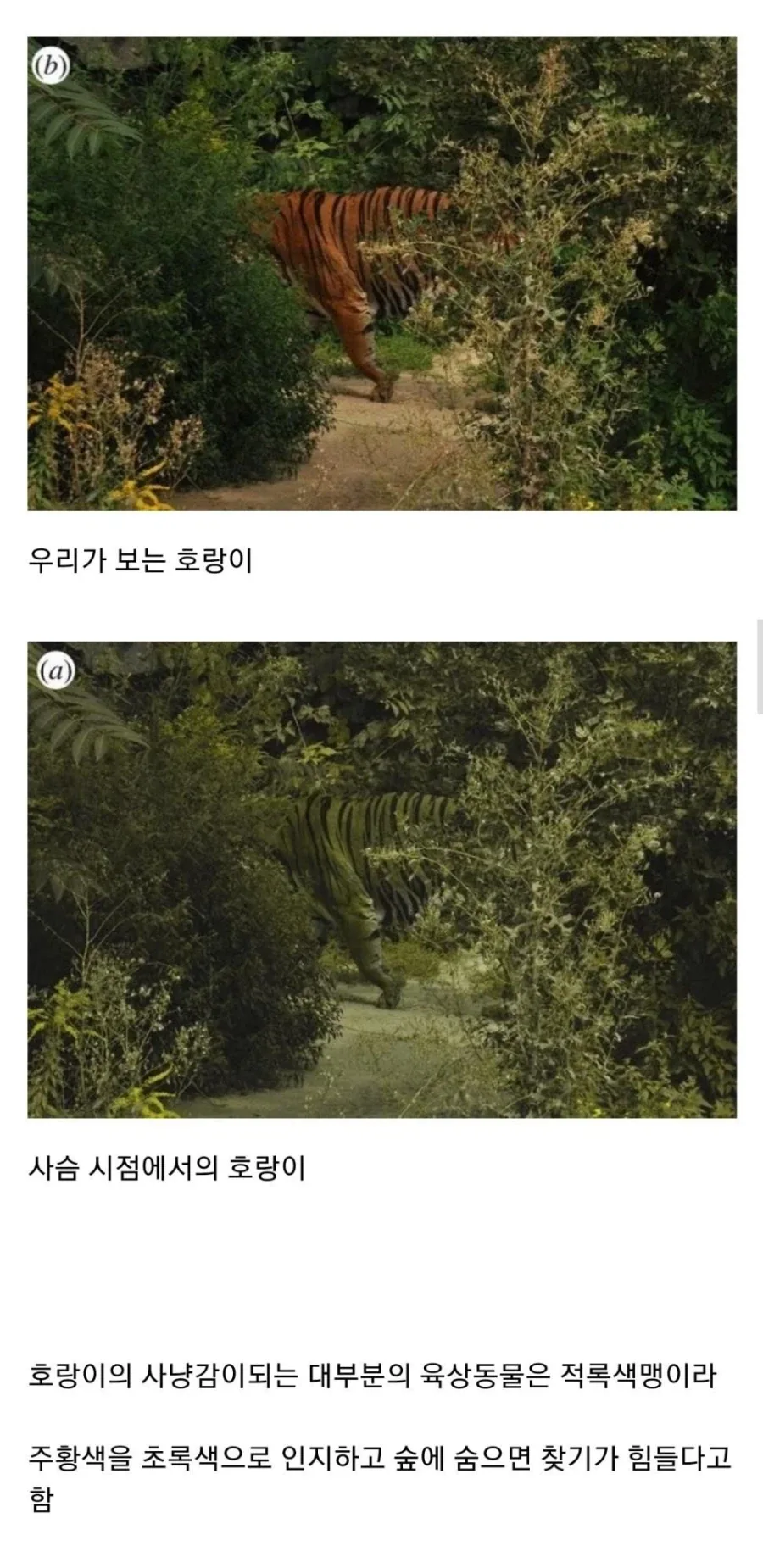 호랑이 줄무늬가 있는 이유_3.webp