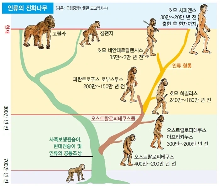 진화 설명이 트리형으로 바뀐 이유_1.webp