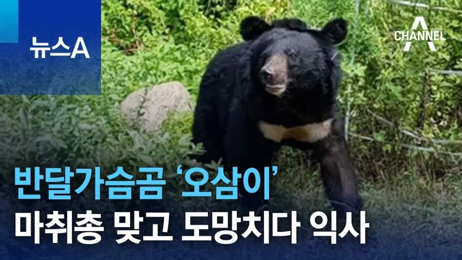 늑구 상구 이전 오삼이.jpg_6.webp