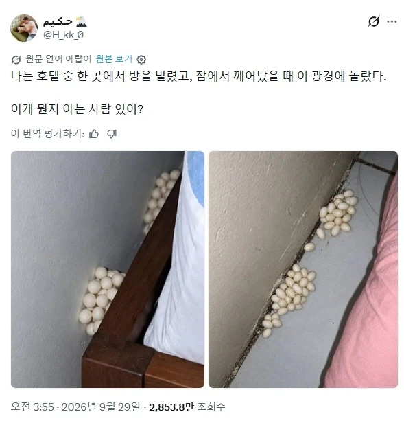 호텔에서 발견된 정체불명의 알_1.webp