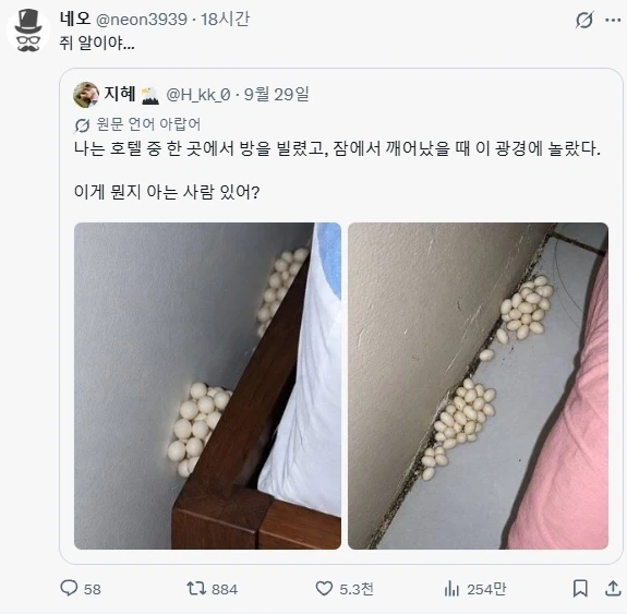 호텔에서 발견된 정체불명의 알_2.webp