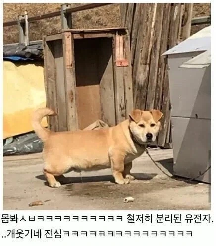 시골 똥개 믹스견 대참사_2.webp