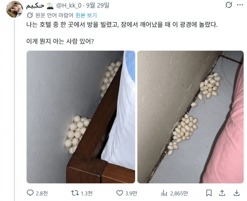 호텔의 알 무더기_1.webp
