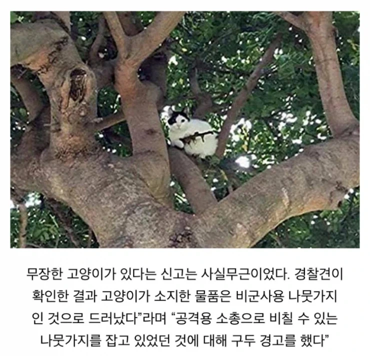 바키)고양이를... 일본도..._2.webp