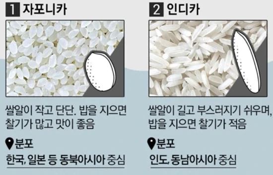 아시아에서 먹는 쌀 품종_2.webp