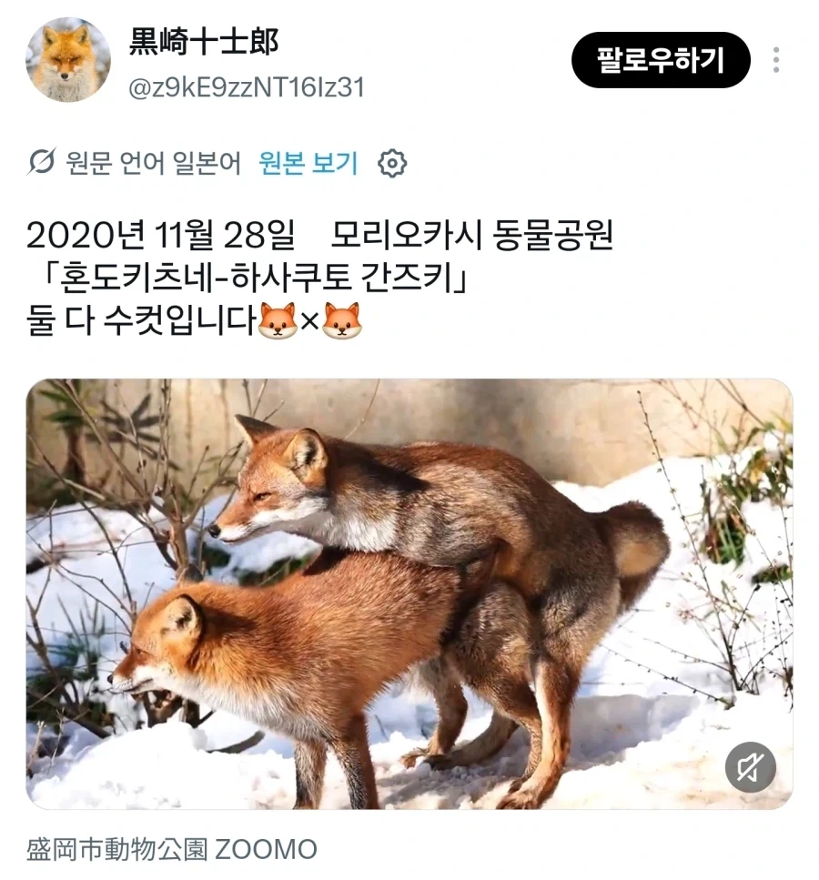 여우 특_2.webp