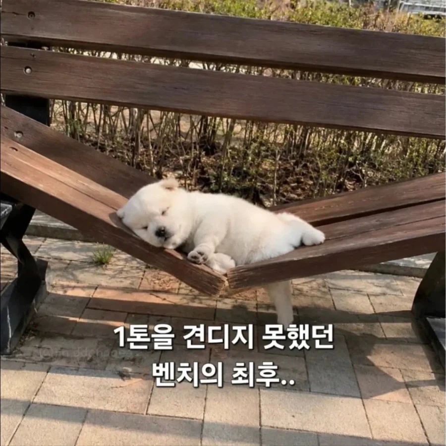 귀여움의 무게_1.webp