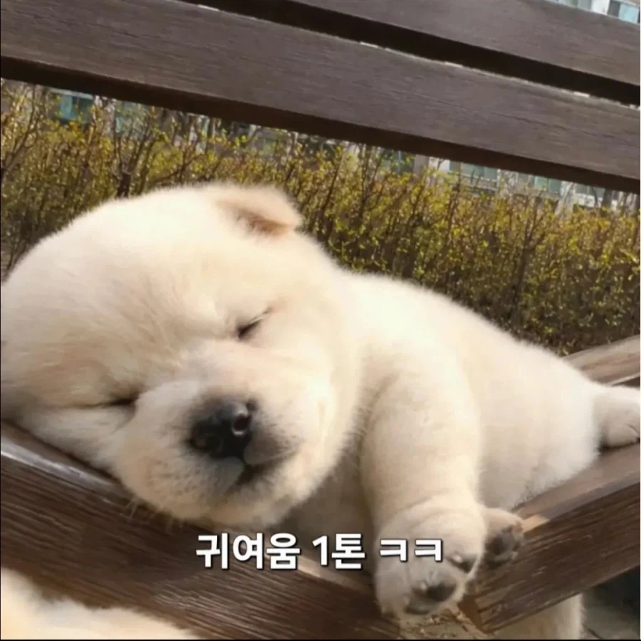 귀여움의 무게_2.webp