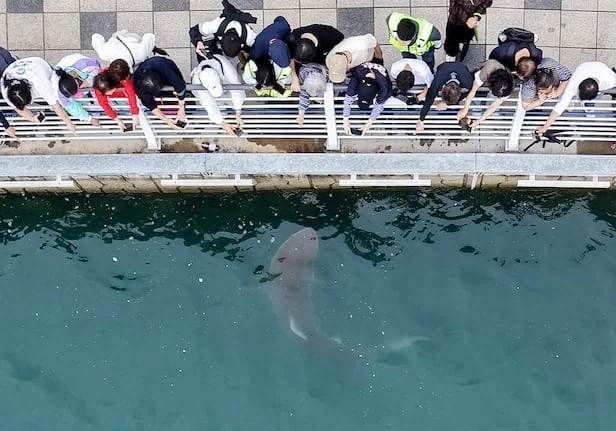 부캉이가 집에 안가는 이유_1.webp