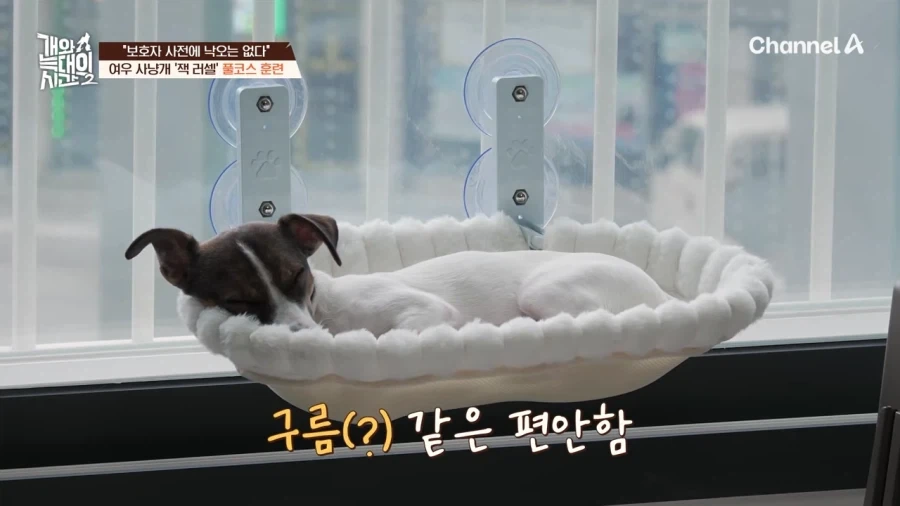 강형욱도 모르는 반려견 제품_6.webp