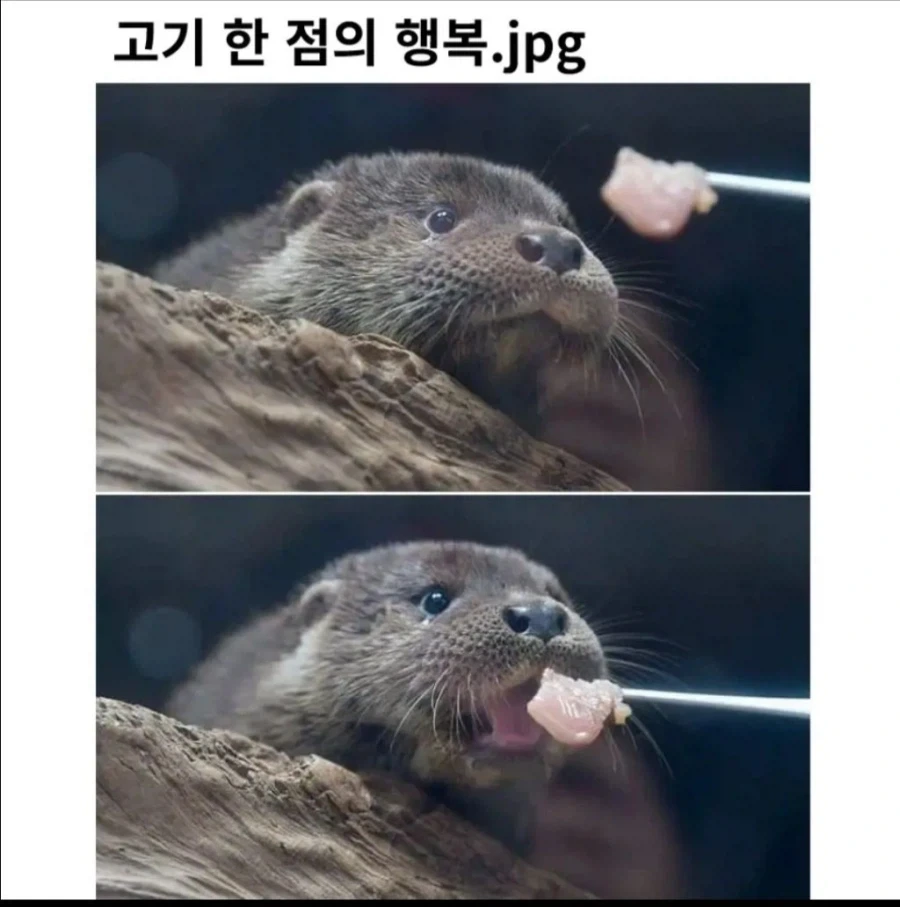 고기 한 점의 행복_1.webp