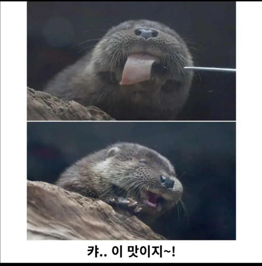 고기 한 점의 행복_2.webp