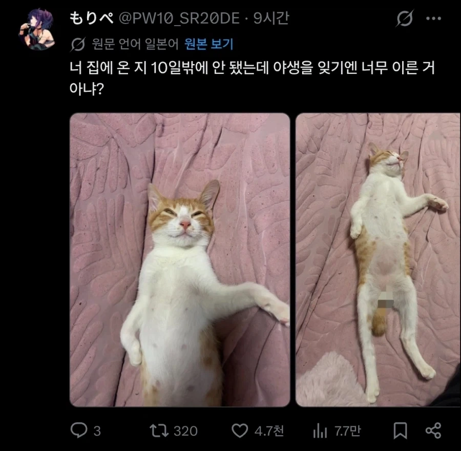 우리집에 길고양이를 데려온지 10일이 지났다.twit_1.webp