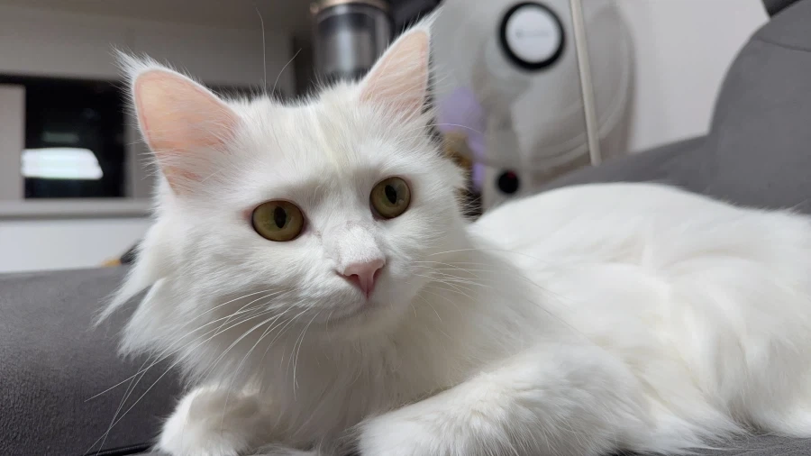 우리집 고양이 보고 가줘_1.webp