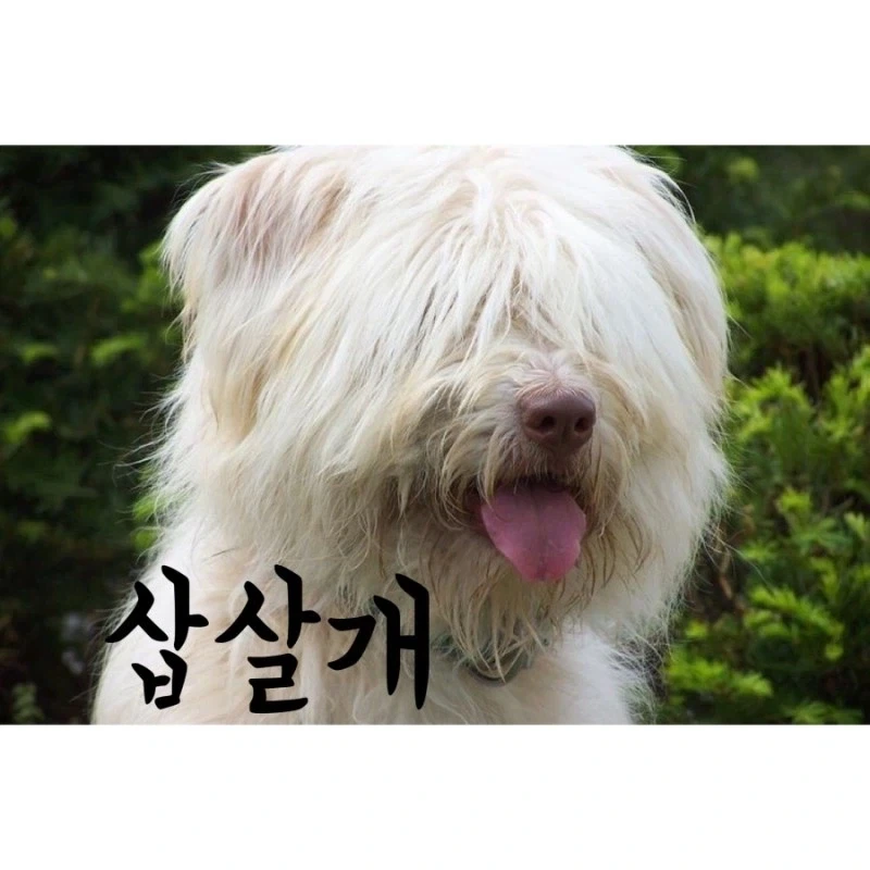 평상시엔 멍충해 보이는 귀여운 개의 반전.jpg_3.webp