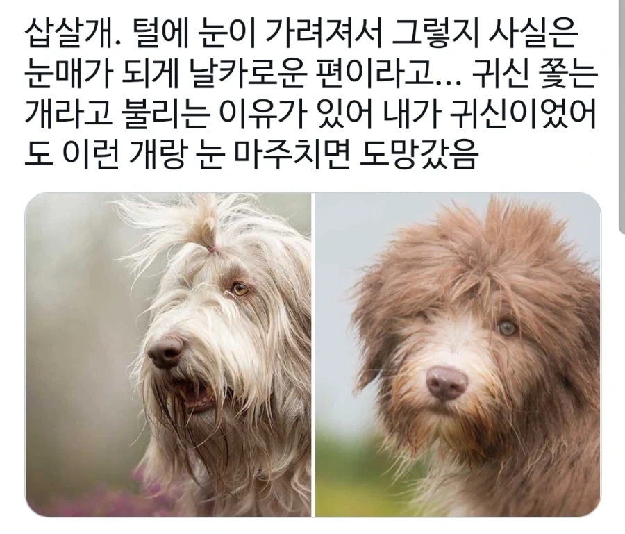 평상시엔 멍충해 보이는 귀여운 개의 반전.jpg_4.webp