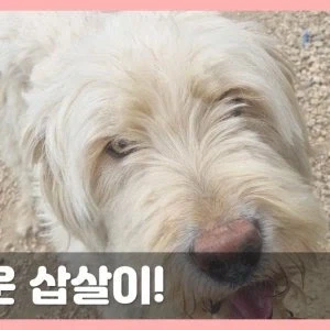 평상시엔 멍충해 보이는 귀여운 개의 반전.jpg_5.webp