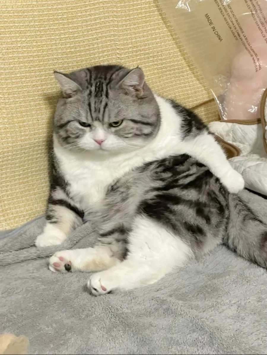 뚠냥이 판별법?_2.webp