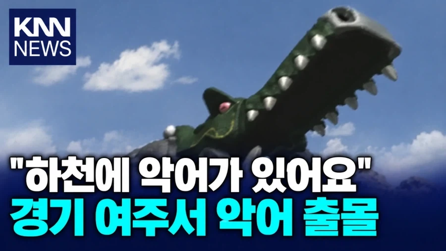한국의 동물 탈출 소동_4.webp