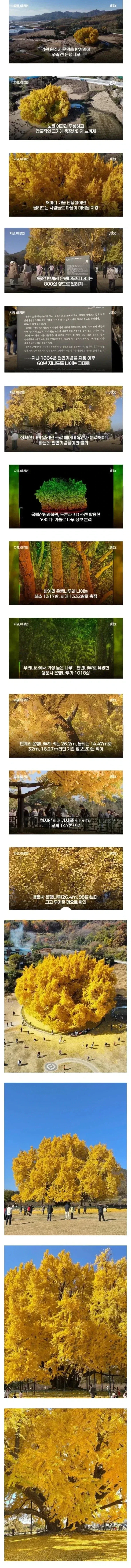 나이 속이다 걸려버린 800살 마망.jpg_1.webp