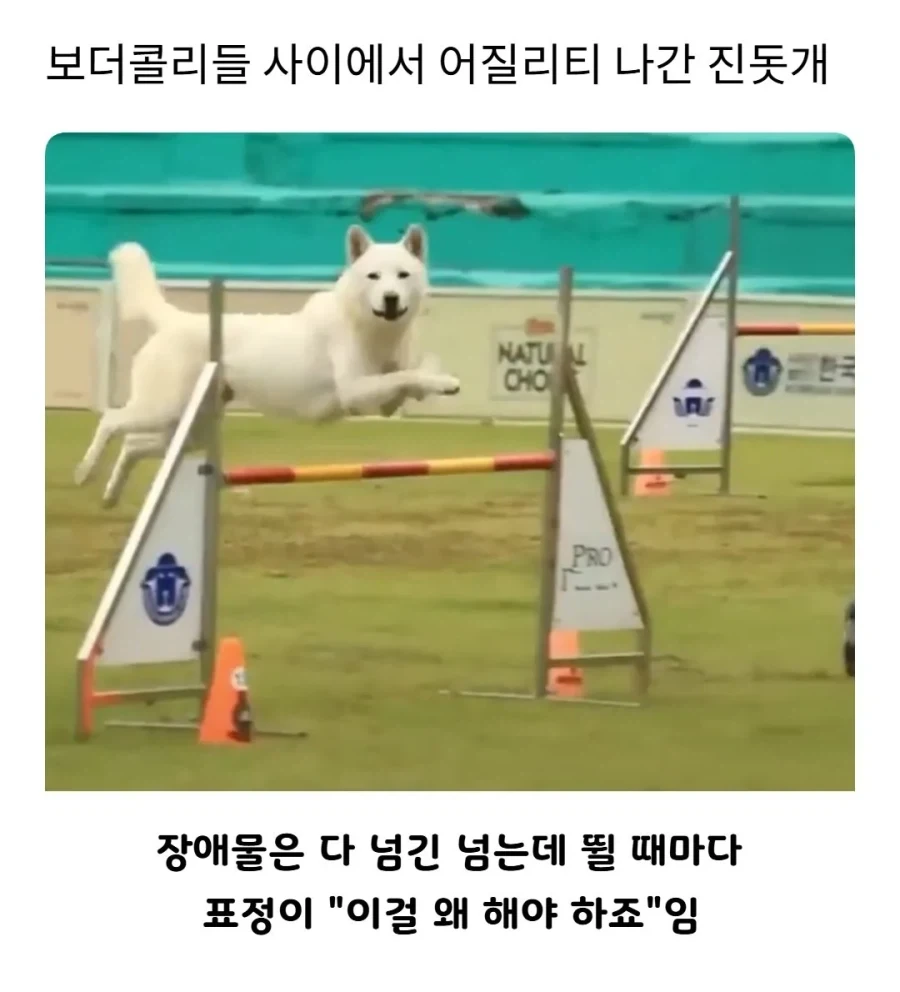 풍산개랑 진돗개가 일이 나눠져 있는게 재미있네 ㅋ_2.webp