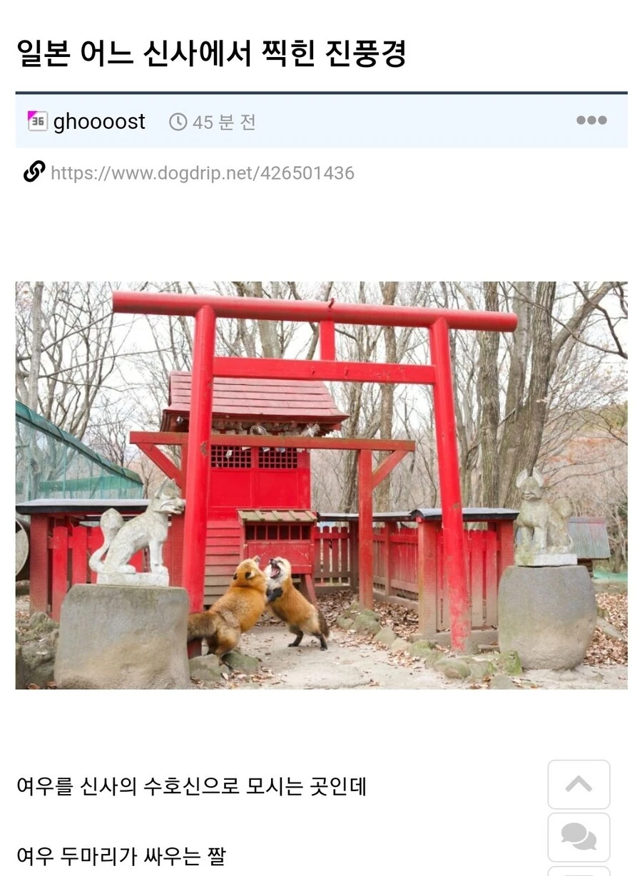 일본 신사에서 찍힌 사진_1.jpg