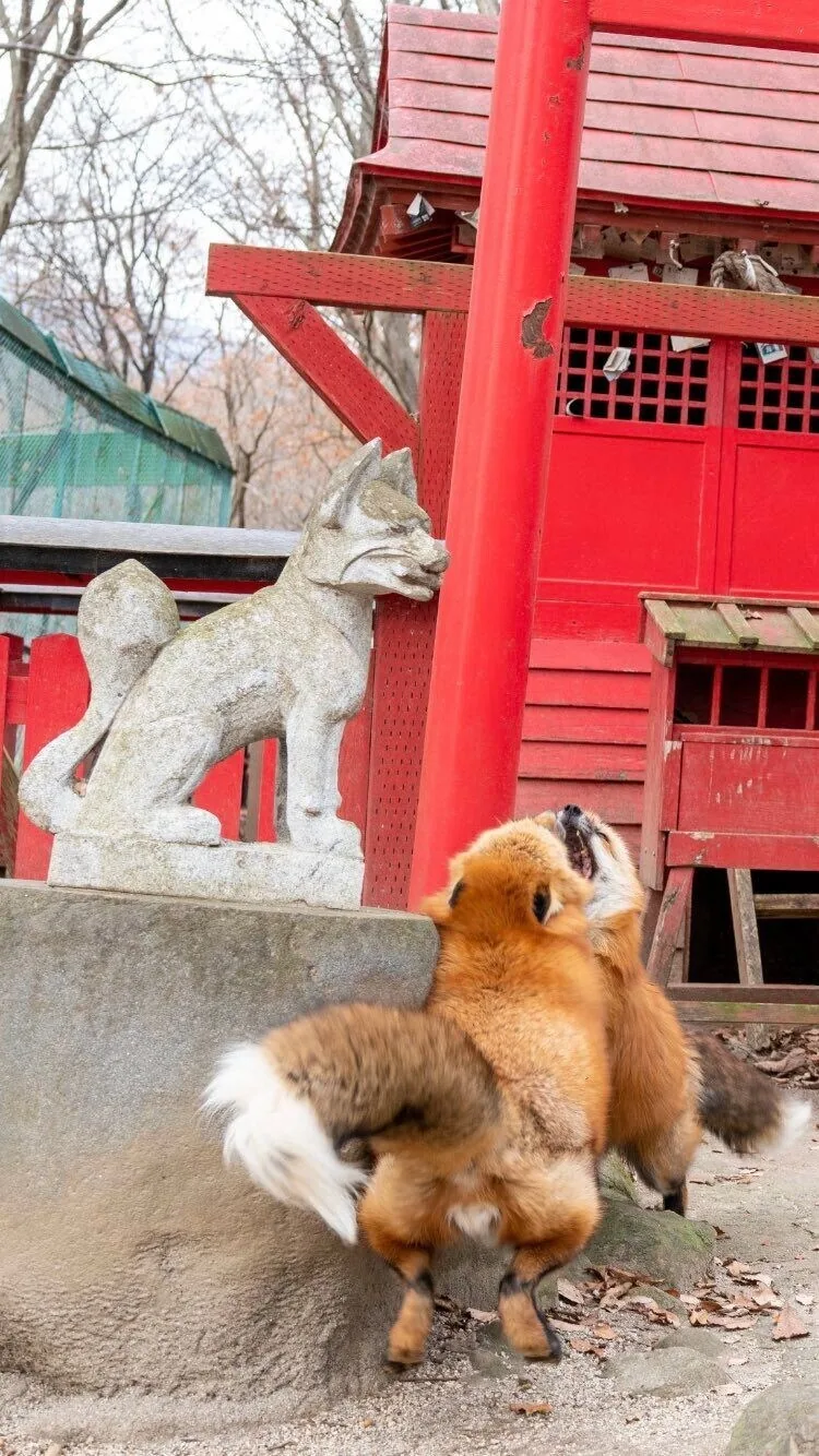 일본 신사에서 찍힌 사진_2.jpg