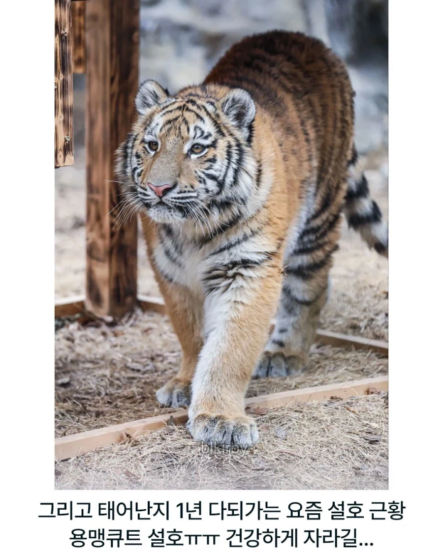 언제 무서워질거냐는 설호_3.webp