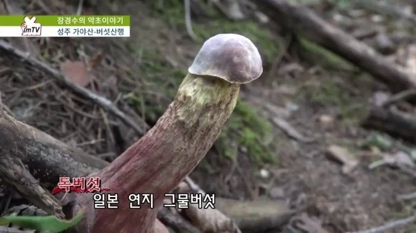 고추)일본 연지 그물버섯_1.webp