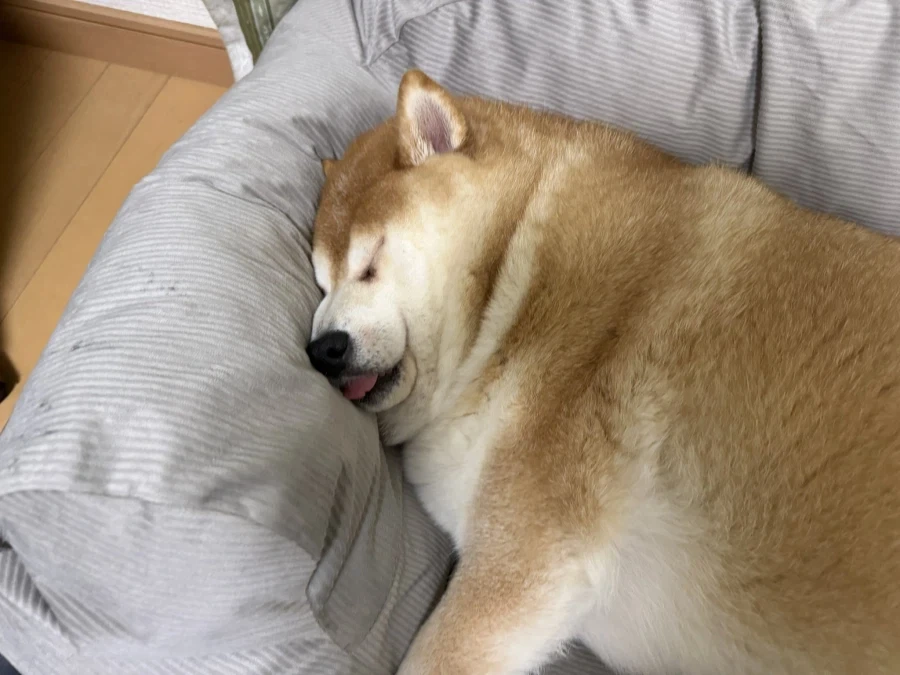 세상 행복한 모습.jpg_1.webp