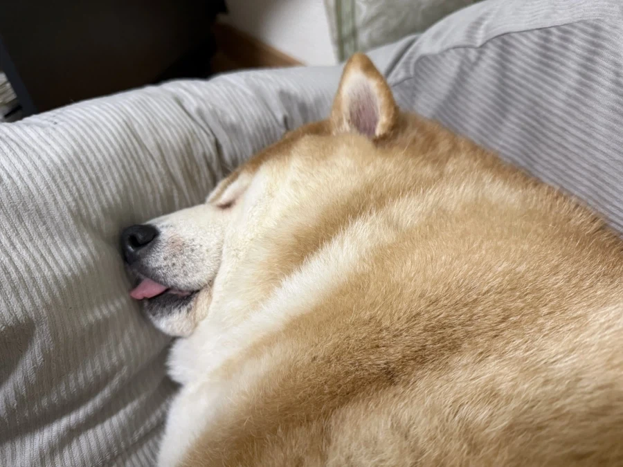세상 행복한 모습.jpg_4.webp