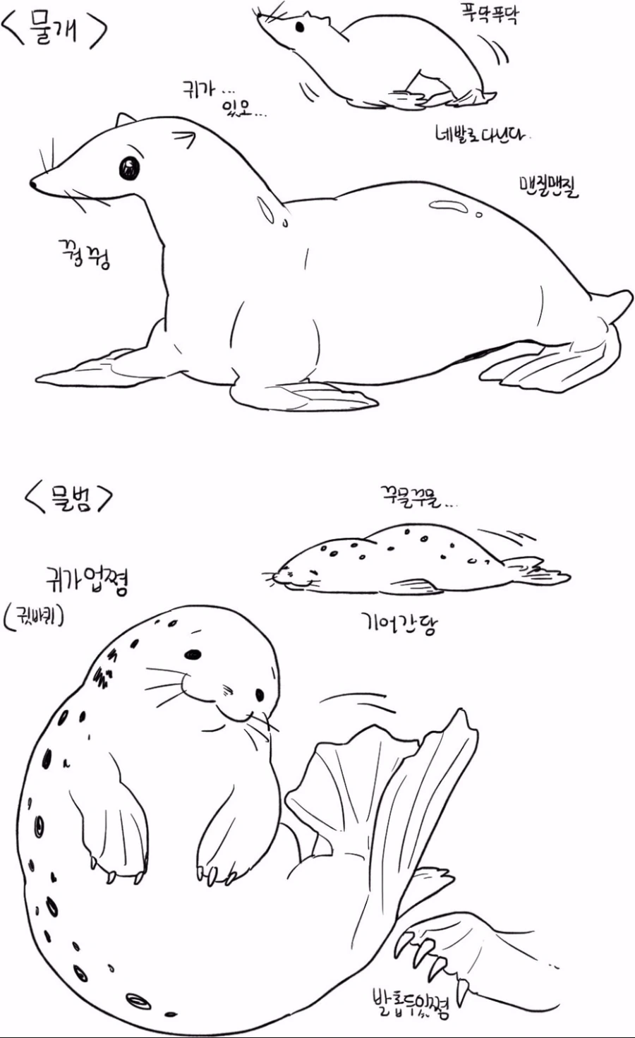 물개와 물범의 차이.jpg_1.jpg